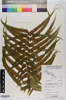 登錄號:P020804藏品圖，第1張