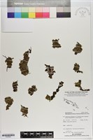 登錄號:P020805藏品圖，第1張