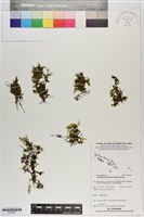 登錄號:P020807藏品圖，第1張