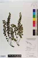 半月形鐵線蕨藏品圖，第1張