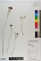 登錄號:P020810藏品圖，第1張