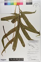 登錄號:P020811藏品圖，第1張