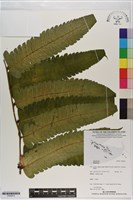 登錄號:P020815藏品圖，第1張