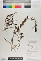 登錄號:P020816藏品圖，第1張