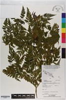 大葉骨碎補藏品圖，第1張