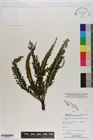 菲律賓厚葉蕨藏品圖，第1張