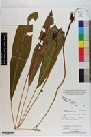 臺灣雙蓋蕨藏品圖，第1張