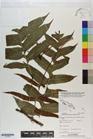 槲蕨藏品圖，第1張