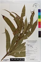 藤蕨藏品圖，第1張