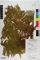 碗蕨藏品圖，第1張