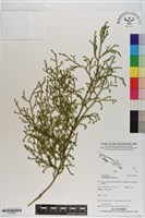 過山龍藏品圖，第1張