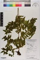 熱帶鱗蓋蕨藏品圖，第1張