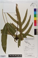 鳳尾蕨藏品圖，第1張