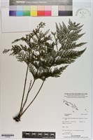 登錄號:P020826藏品圖，第1張