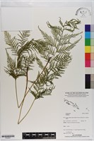 登錄號:P020827藏品圖，第1張