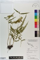 登錄號:P020830藏品圖，第1張