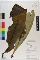 登錄號:P020832藏品圖，第1張