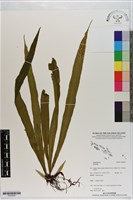 登錄號:P020834藏品圖，第1張