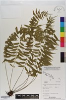 登錄號:P020836藏品圖，第1張