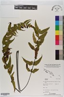 登錄號:P020838藏品圖，第1張