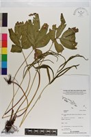 登錄號:P020839藏品圖，第1張