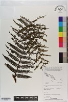 登錄號:P020840藏品圖，第1張