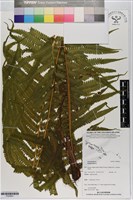 登錄號:P020841藏品圖，第1張