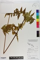 熱帶鱗蓋蕨藏品圖，第1張