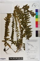 登錄號:P020843藏品圖，第1張