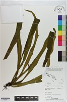 登錄號:P020846藏品圖，第1張