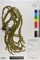 垂枝石松藏品圖，第1張