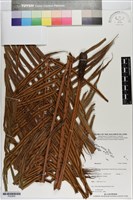 登錄號:P020850藏品圖，第1張