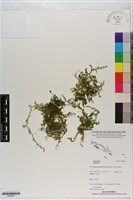 登錄號:P020851藏品圖，第1張