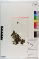 登錄號:P020853藏品圖，第1張