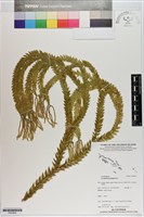 垂枝石松藏品圖，第1張