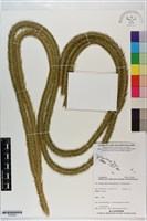 登錄號:P020856藏品圖，第1張