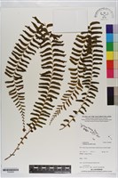 登錄號:P020858藏品圖，第1張