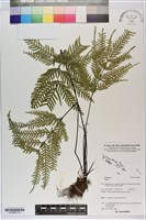 登錄號:P020864藏品圖，第1張