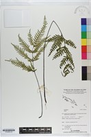 登錄號:P020864藏品圖，第2張