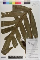 登錄號:P020865藏品圖，第1張