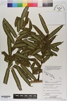 蘭嶼觀音座蓮藏品圖，第1張