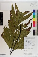 薄葉三叉蕨藏品圖，第1張