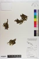 短柄單葉假脈蕨藏品圖，第1張