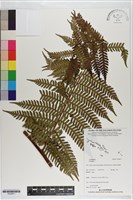 登錄號:P020871藏品圖，第1張