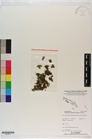 盾形單葉假脈蕨藏品圖，第1張