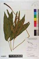 竹葉蕨藏品圖，第1張