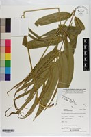 爪哇鳳尾蕨藏品圖，第1張