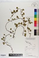 登錄號:P020878藏品圖，第1張