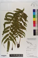 登錄號:P020880藏品圖，第1張