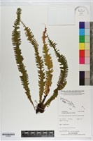 穴子蕨藏品圖，第1張